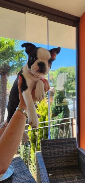 Cuccioli Boston Terrier 