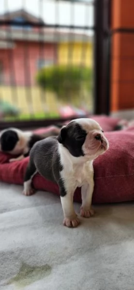 Cuccioli Boston Terrier  | Foto 0