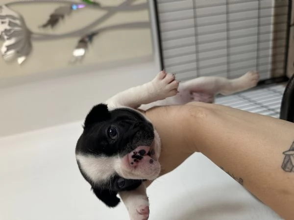 Bulldog Francese | Foto 2