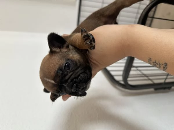 Bulldog Francese | Foto 1
