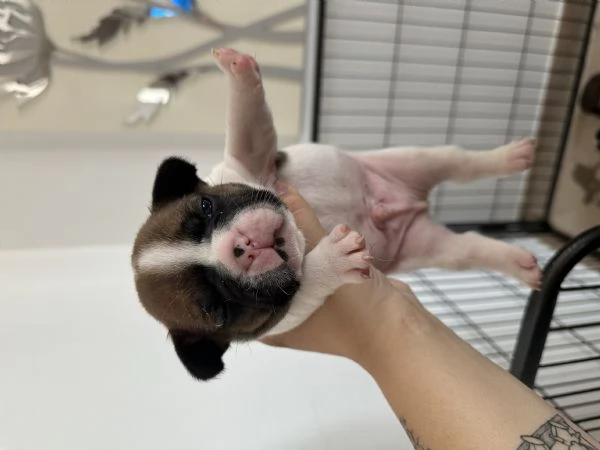Bulldog Francese | Foto 0