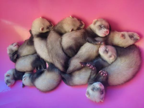 Cuccioli Di Furettini Disponibili 