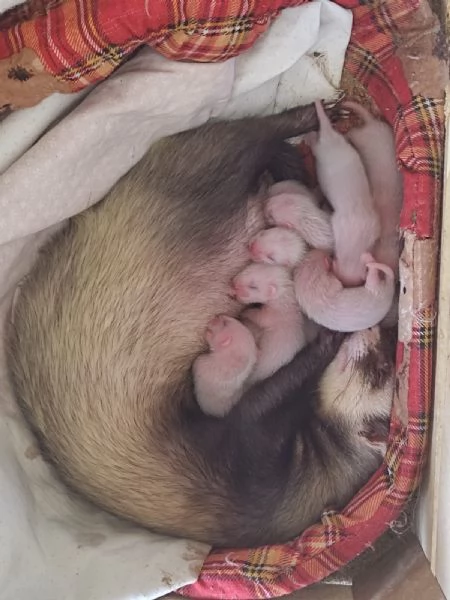 Cuccioli Di Furettini Disponibili  | Foto 4