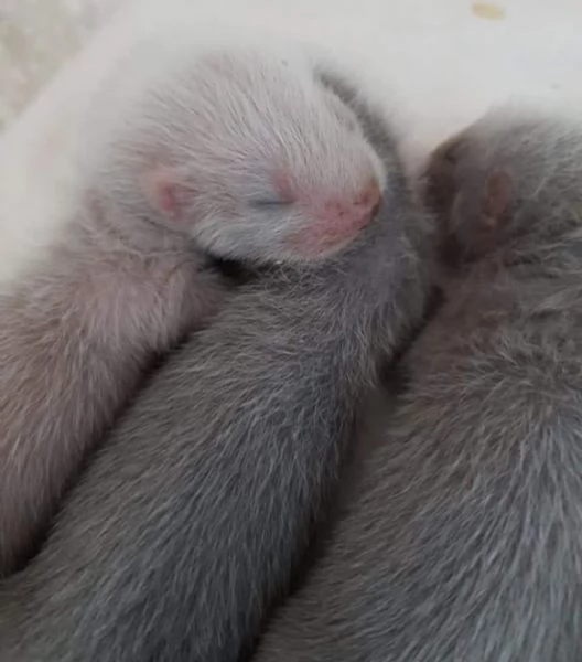 Cuccioli Di Furettini Disponibili  | Foto 1