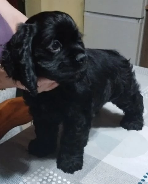 COCKER AMERICANO | Foto 1