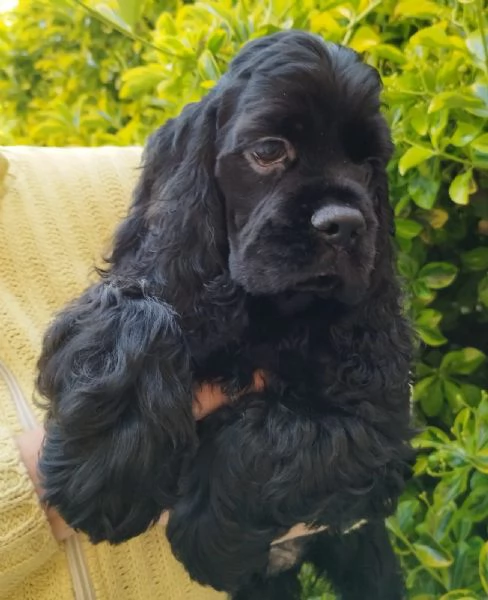 COCKER AMERICANO | Foto 0