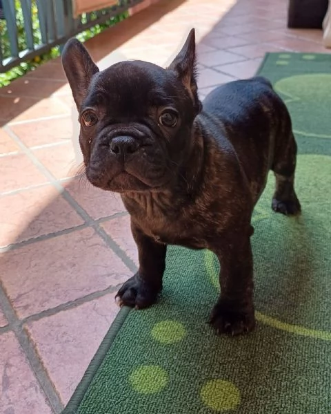 Bull dog Francese 