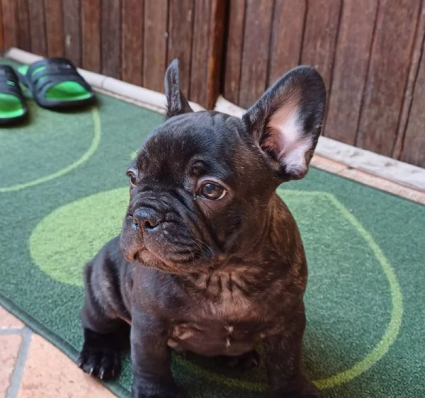 Bull dog Francese  | Foto 0