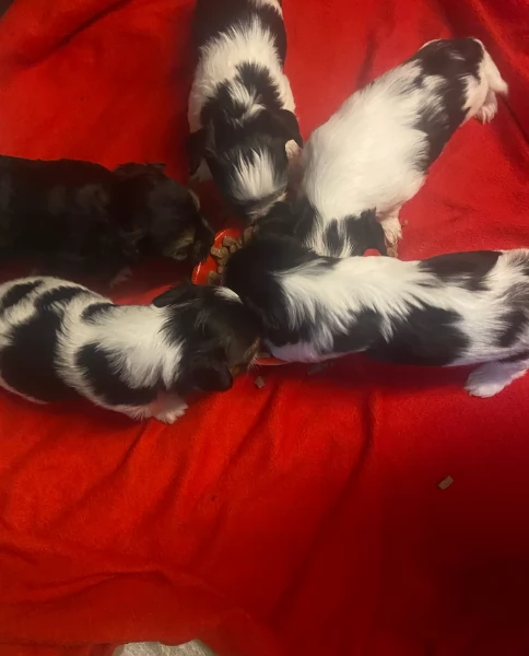 Biewer Yorkshire Terrier toy picolo razza per adozione regalo | Foto 0