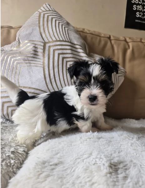 Biewer Yorkshire Terrier toy picolo razza per adozione regalo | Foto 0