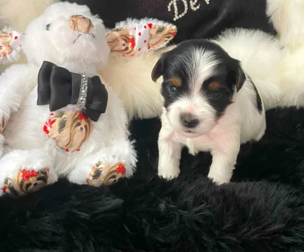 Biewer Yorkshire Terrier toy picolo razza per adozione regalo | Foto 3