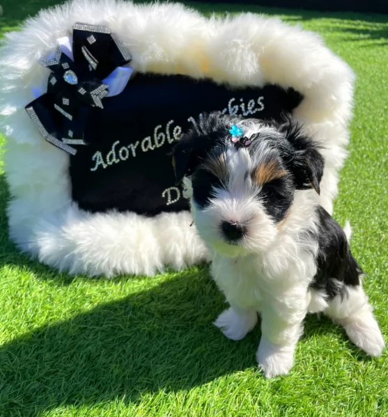 Biewer Yorkshire Terrier toy picolo razza per adozione regalo