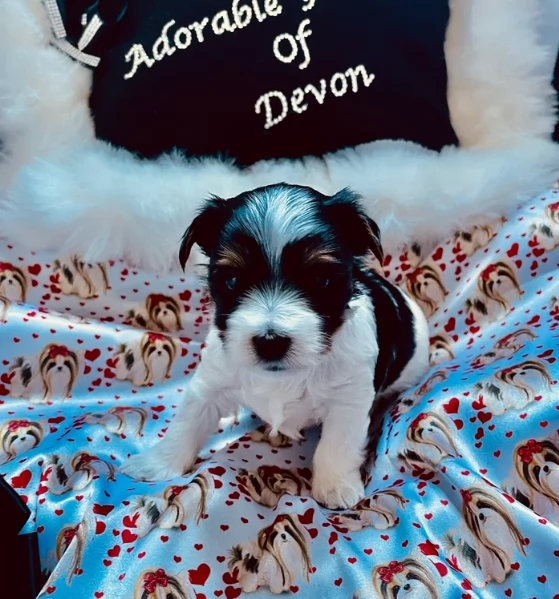 Biewer Yorkshire Terrier toy picolo razza per adozione regalo | Foto 0