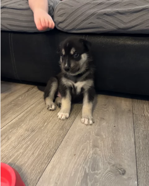 per ladozione disponibili 3 bellissime femmine e 3 bellissimi maschietti | Foto 4