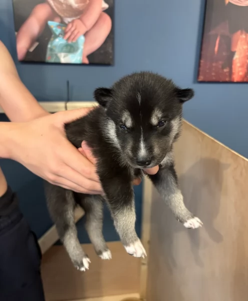 per ladozione disponibili 3 bellissime femmine e 3 bellissimi maschietti | Foto 3