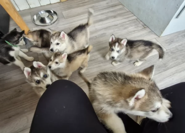 per ladozione disponibili 3 bellissime femmine e 3 bellissimi maschietti | Foto 0