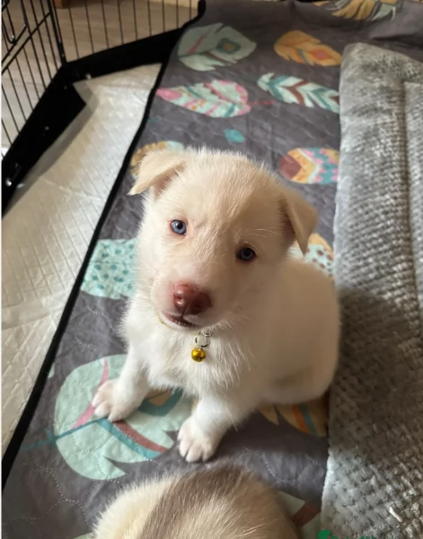 per ladozione disponibili 3 bellissime femmine e 3 bellissimi maschietti | Foto 1