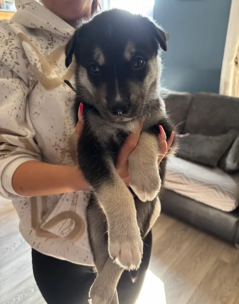 per ladozione disponibili 3 bellissime femmine e 3 bellissimi maschietti | Foto 5