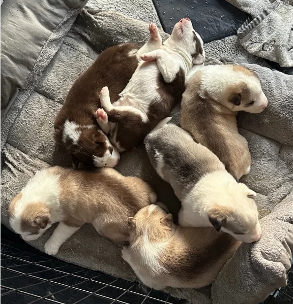 per ladozione disponibili 3 bellissime femmine e 3 bellissimi maschietti