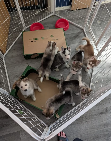 per ladozione disponibili 3 bellissime femmine e 3 bellissimi maschietti | Foto 2