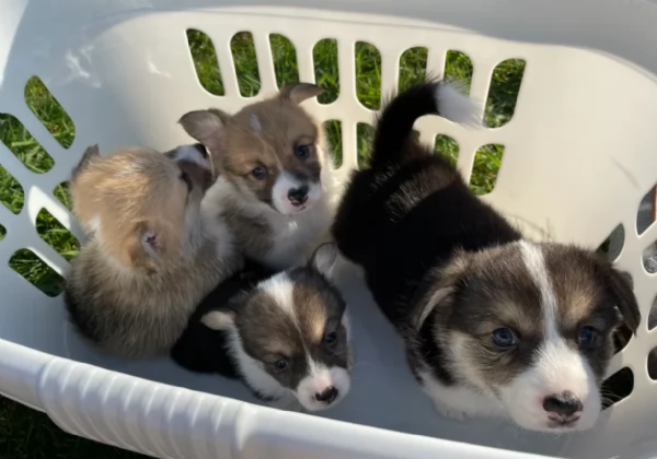 bellissimi cuccioli di welsh corgi per ladozione