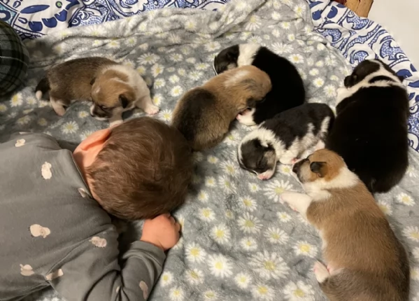 bellissimi cuccioli di welsh corgi per ladozione | Foto 2