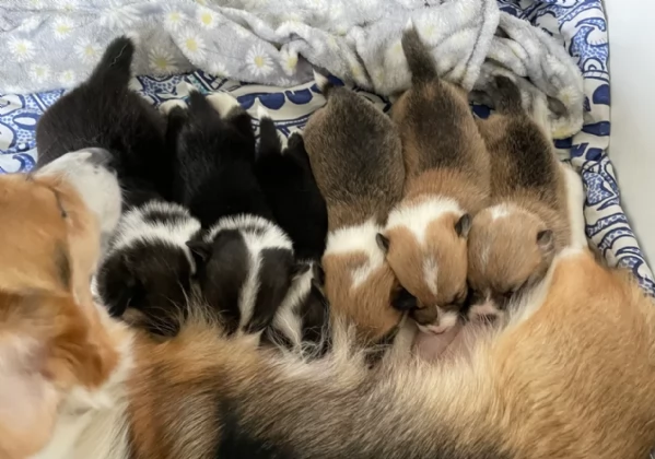 bellissimi cuccioli di welsh corgi per ladozione | Foto 0