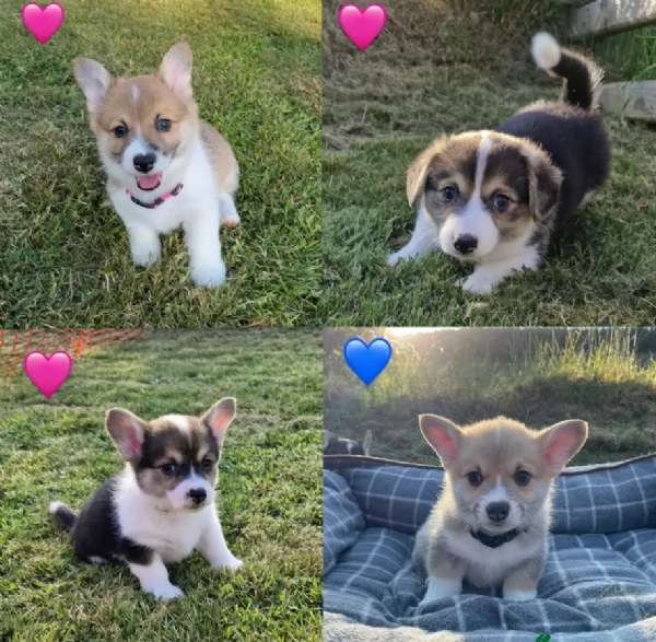 bellissimi cuccioli di welsh corgi per ladozione | Foto 4