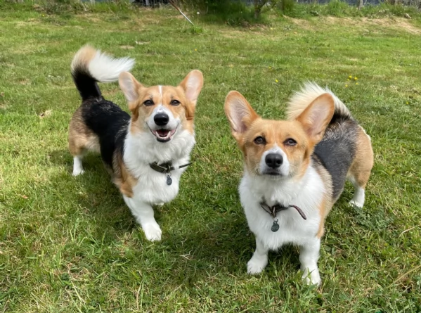bellissimi cuccioli di welsh corgi per ladozione | Foto 3