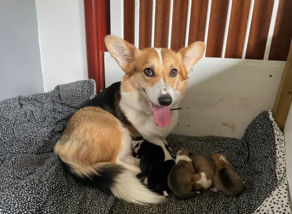 bellissimi cuccioli di welsh corgi per ladozione | Foto 2