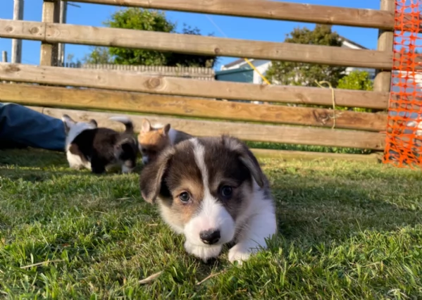 bellissimi cuccioli di welsh corgi per ladozione