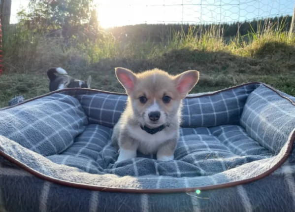 bellissimi cuccioli di welsh corgi per ladozione | Foto 1