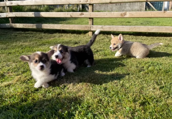 bellissimi cuccioli di welsh corgi per ladozione | Foto 2