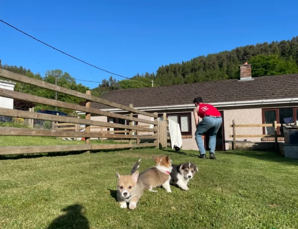 bellissimi cuccioli di welsh corgi per ladozione | Foto 1