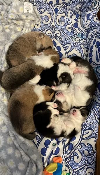 bellissimi cuccioli di welsh corgi per ladozione