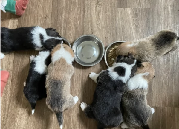 bellissimi cuccioli di welsh corgi per ladozione | Foto 0