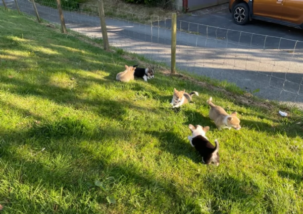 bellissimi cuccioli di welsh corgi per ladozione