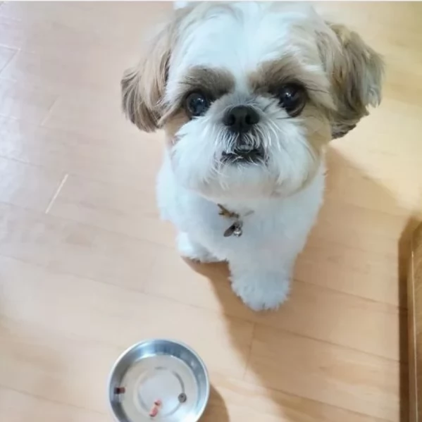 Bellissima cucciolata di cuccioli di shih tzu in cerca di adozione | Foto 3