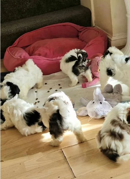 Bellissima cucciolata di cuccioli di shih tzu in cerca di adozione | Foto 0