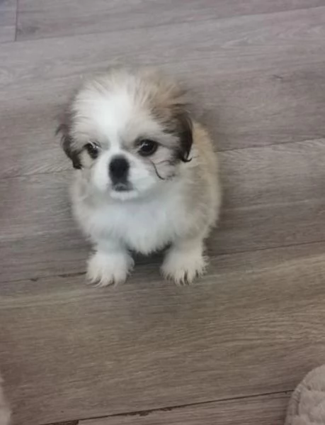 Bellissima cucciolata di cuccioli di shih tzu in cerca di adozione | Foto 3