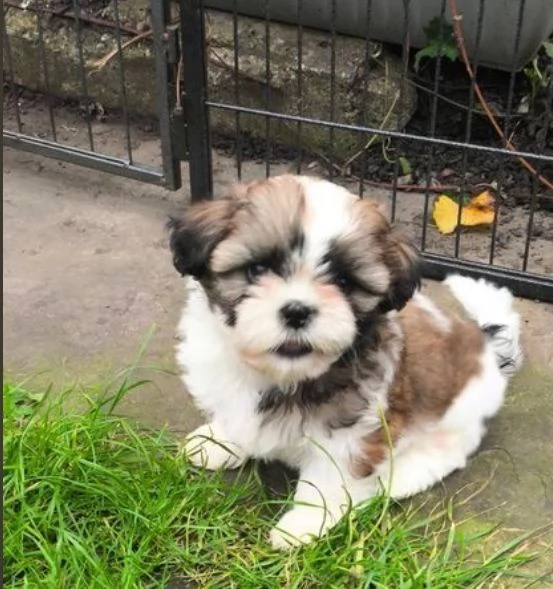 Bellissima cucciolata di cuccioli di shih tzu in cerca di adozione | Foto 0