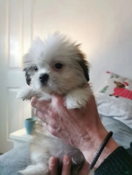 Bellissima cucciolata di cuccioli di shih tzu in cerca di adozione | Foto 2