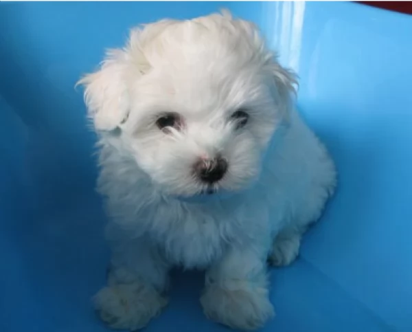 disponibili cuccioli di maltese toy per la dozione gratuita | Foto 1