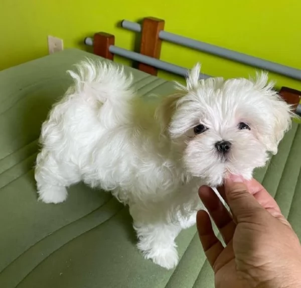 disponibili cuccioli di maltese toy per la dozione gratuita | Foto 2