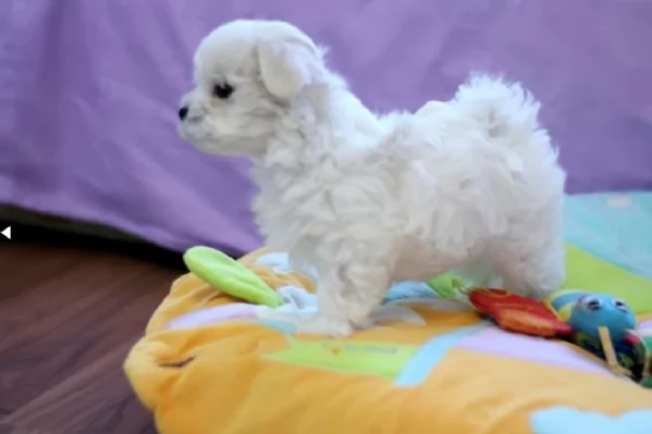 disponibili cuccioli di maltese toy per la dozione gratuita | Foto 0