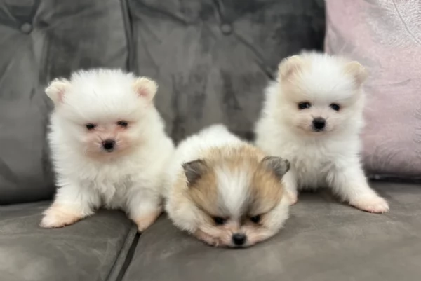  cuccioli di Pomerania toy per la dozione gratuita