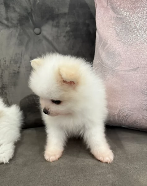  cuccioli di Pomerania toy per la dozione gratuita | Foto 4