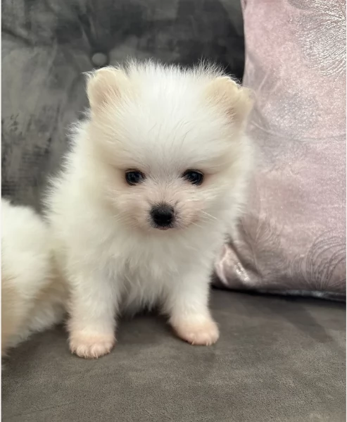  cuccioli di pomerania toy per la dozione gratuita