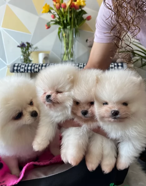  cuccioli di pomerania toy per la dozione gratuita | Foto 6