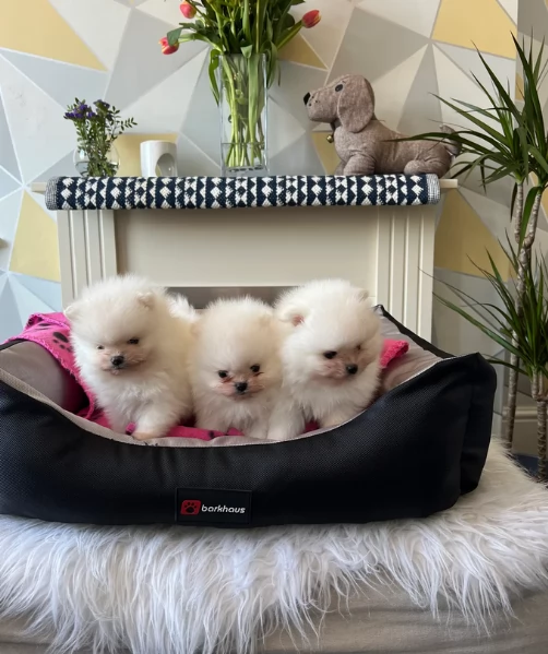  cuccioli di pomerania toy per la dozione gratuita | Foto 3